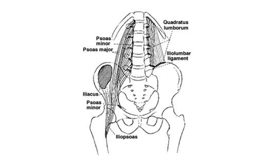 The Psoas – Hidden Influence on Posture