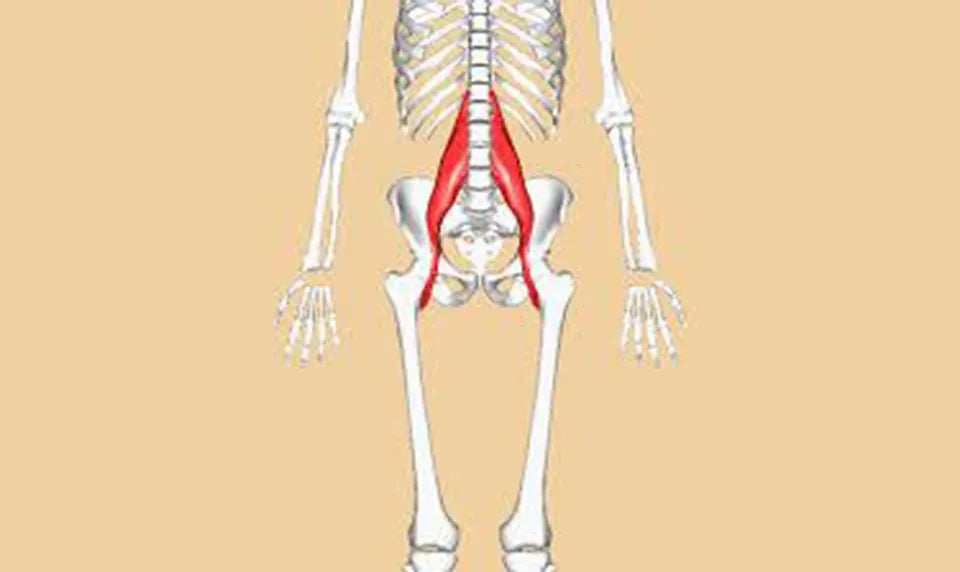 Understanding The PSOAS: Muscle of the Soul