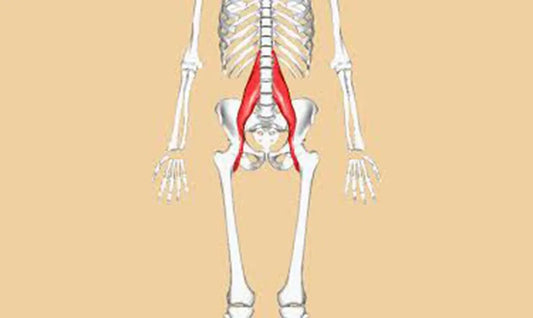 Understanding The PSOAS: Muscle of the Soul